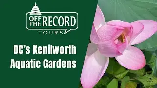 DC's Kenilworth Aquatic Gardens
