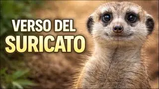 Il verso del Suricato &ndash; la voce sentinella del deserto