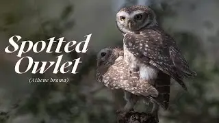 Spotted Owlet call - Athene brama #BirdsOfIndia Birdwatching