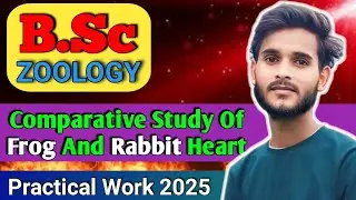 Comparative Study of Frog & Rabbit Heart | BSc 1st Year Zoology Practical | MJPRU University