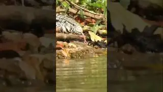 Os perigos das margens dos nossos rios #pesca #rioivinhema #teiu #animais #selvagem