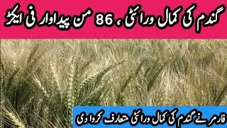 High yield new wheat crop seed in Pakistan | new wheat seeds | best wheat seeds #wheatseeds