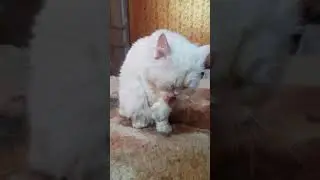 #Shorts #youtubeshorts #persiancat #whitepersian #cute #catslovers #cutecat #pet #cat @kidsfun