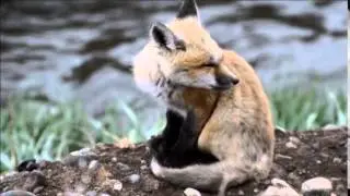 Baby Red Fox Calling!