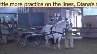 Bit to Bitless Clinic 3 - Norwegian Driving in Cart
