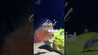 Tips  Discus Fish Care