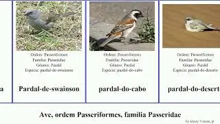 Ave, ordem Passeriformes, fam&iacute;lia Passeridae domesticus birds henrici ruficollis hyrcanus adamsi