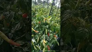 Sakagen 2 rawit setanya Halbanero 🌶 dengan tipe tegak semi merunduk