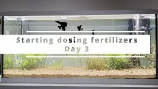 Starting dosing fertilizers for my tank - Masterline Fertilizers - Morning routine Day 3