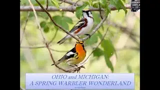 Ohio and Michigan: A Bring Warbler Wonderland with Neil Glenn