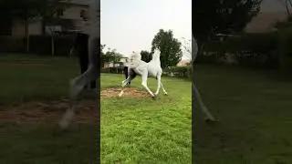 English Horse Arabian horse breed #horse #breeding