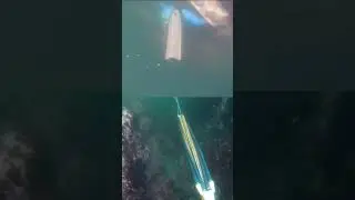 Catching a Rockfish with a SPEARGUN - Spearfishing British Columbia (2 CAMERA ANGLES!)