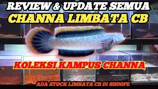 REVIEW SEMUA KOLEKSI CHANNA LIMBATA CB KAMPUS CHANNA‼️