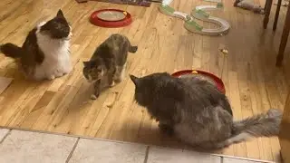 🔉Miss Muffy is Brave 😲🥳 Cat Family Morning Routine