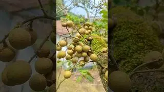 Pohon kelengkeng matalada berbuah lebat #kelengkeng #kelengkengmatalada