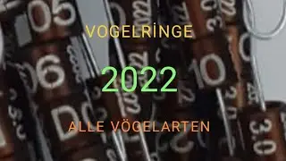 Vogelringe Vogel Ringe, jeden Vogelarten,alle Farbe, alle Gr&ouml;&szlig;en, gew&uuml;nschten Informationen