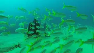 Two-Tank Dive, Cabo San Lucas, Mexico