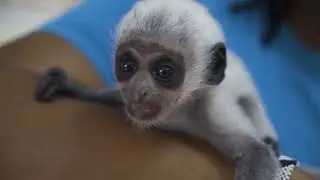 Conservation Efforts at Colobus Conservation