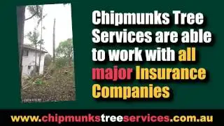 Chipmunks Tree Lopping Brisbane Time Lapse
