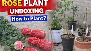 Ultimate ROSE Plant ASMR Unboxing & Repotting