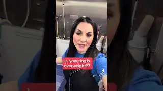 Is your dog overweight and how to spot it