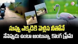 Birds Love: Friendship Between Man and Bird | Bird Love Towards Man | Suman TV Telugu