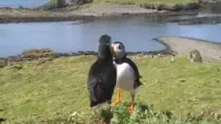 Puffins on Lunga