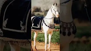 Royal White Horse 👑🐎| Desi Horse Power | Viral Short #WhiteHorse #RoyalHorse #DesiHorse #HorseShorts