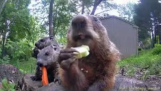Eating right in front of the camera #CloseUp #groundhog #family