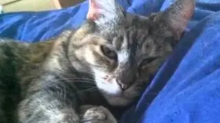 Monty: Memorial to a Beloved Pet