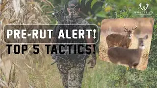 Top 5 Ways to have SUCCESS during Pre-Rut!