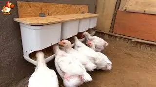 Feeders for broilers from canisters with a partition 🐔🐔🐔