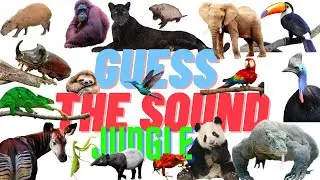Guess the Animal Sound Game | Jungle Animal Sounds Quiz