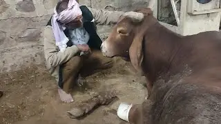 सस्ती नहीं है जिंदगी इसे यूं ना गवाही ए कुछ पल तो गौ सेवा में बताइए महेश हिंदू गौ सेवक फरीदाबाद