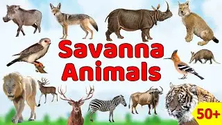 बच्चों के लिए Savanna animals in Hindi & English | Fun Kids Learning | Pictures + Sounds | Animals