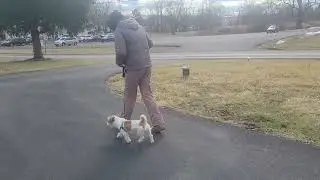 Betty- Jack Russell Terrier- BPF Board and Train- Wk4 D2-Leash Skills