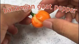 Bahamian Goat Pepper