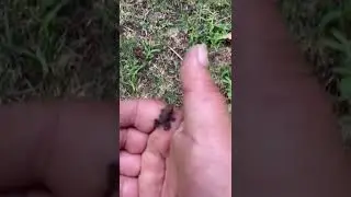 Baby toad #adventure #frog #toad #wildlife #tadpole #hand #nature #life