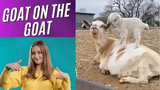 Goat on the goat 😂😂😂 #shorts #goat #goatworld