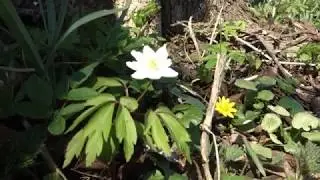 Local Microadventures EP3 | Las łęgowy - Pogórze Cieszyńskie