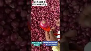 Domastic & Export Quality Onion Available ☎️ 8210556731#onion#shorts#vickyagro #business #india