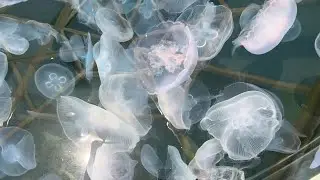 Conservation Awareness through Education - Aquarium of the Pacific