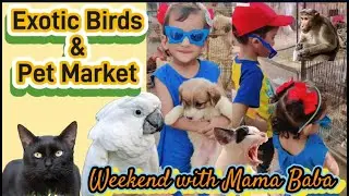 Exotic Birds And Pet Market | Weekend With Mama And Baba | Cats | Puppies | Parrots | Parenting