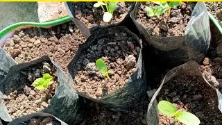 garden overview February month