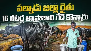 Shocking Deal !!!  16 Liters Jaffrabadi Buffalo Purchase పల్నాడు జిల్లా రైతు@mazhardairyfarm 
