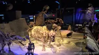 [4K] Florida Museum of Natural History