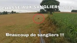Chasse aux sangliers 2019 | Beaucoup de sangliers!