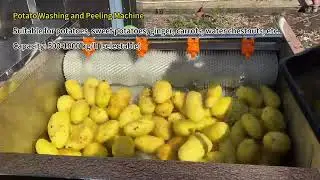 Potato Washing and Peeling Machine Ginger Cleaning and Peeling Machine