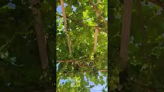 salkım salkım uzum