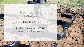 How to Grow potatoes in TRASH BAGS & What to grow in Oklahoma in February